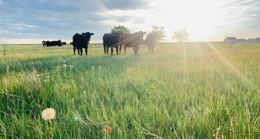 About Higgason Cattle Co